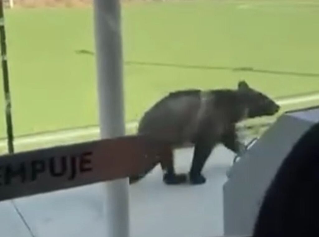 Oso negro sorprende a alumnos en preparatoria de Monterrey