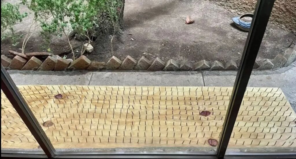 Viralizan `trampas antiosos´ con clavos en San Pedro