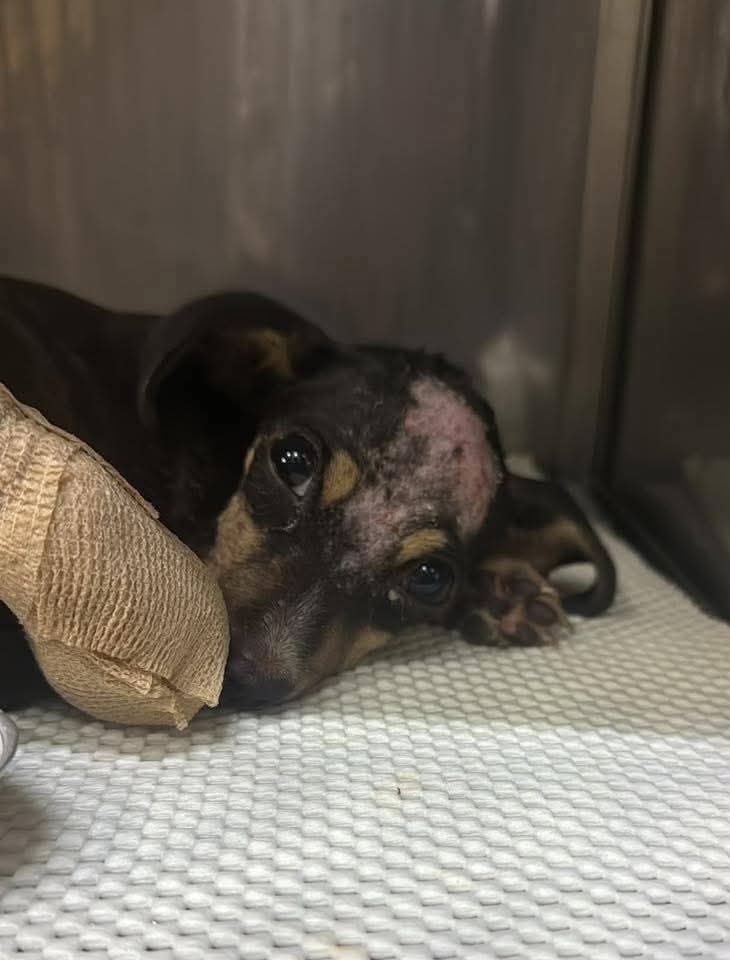 runa_rescate_perrita_2_b6a4e78582 runa-rescate-perrita-2.jpeg