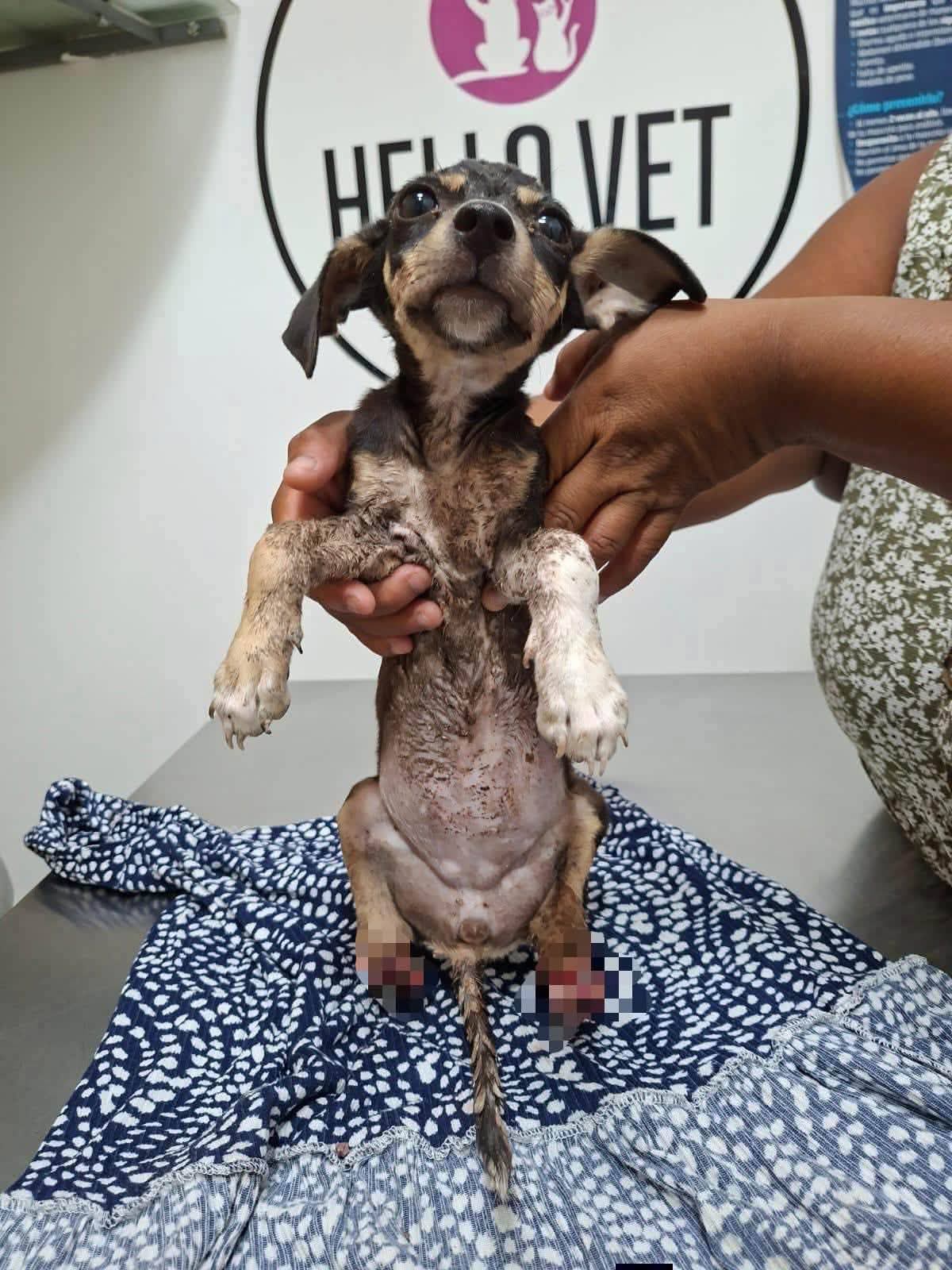 runa_rescate_perrita_4_63c61517ce runa-rescate-perrita-4.jpeg