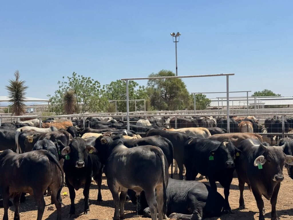 Celebra Secretaría de Desarrollo Rural próxima reapertura a la exportación de ganado chihuahuense a Estados Unidos