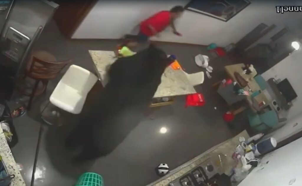 Hombre resulta herido por oso en su casa en San Pedro